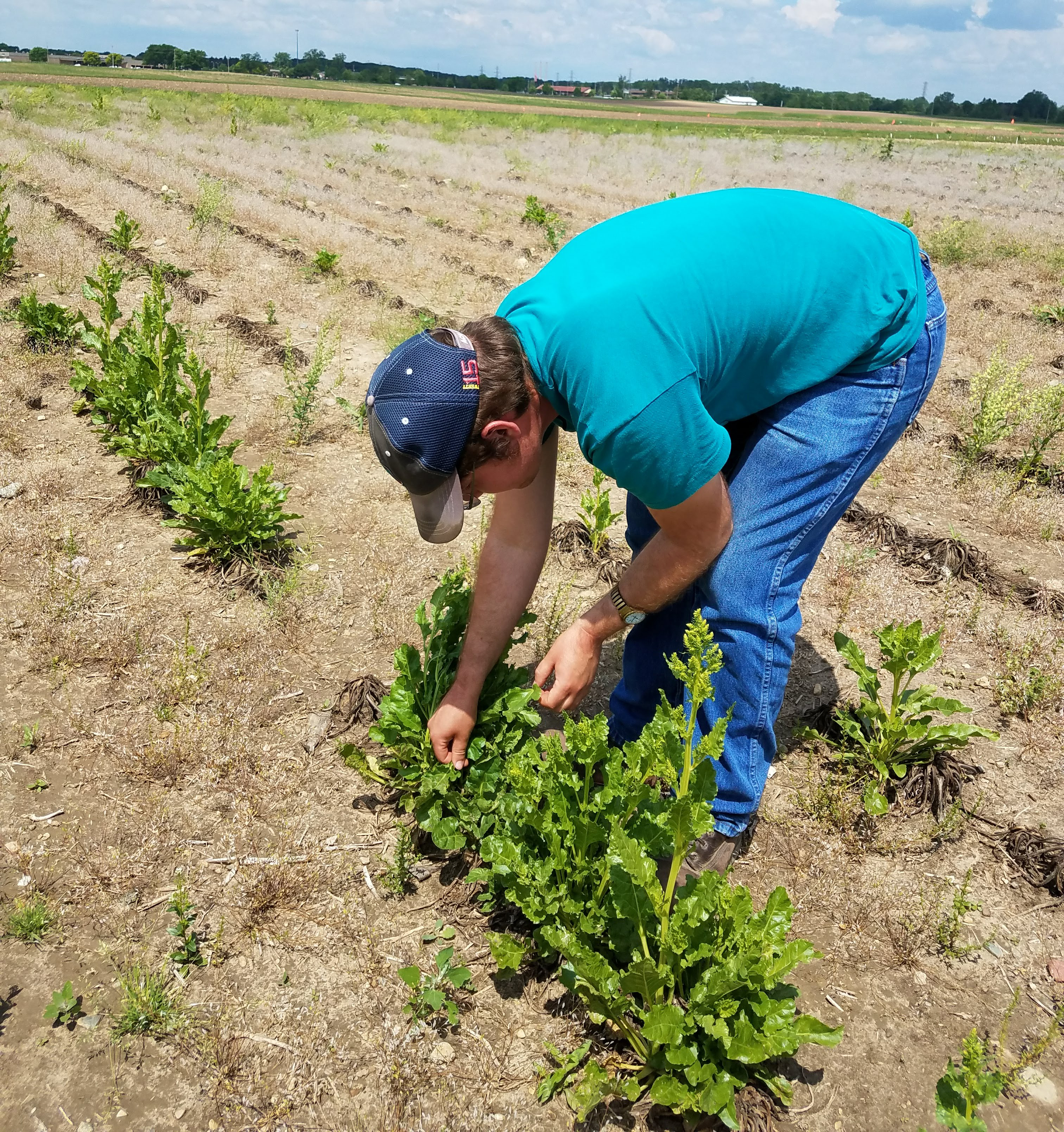 scouting sugarbeets